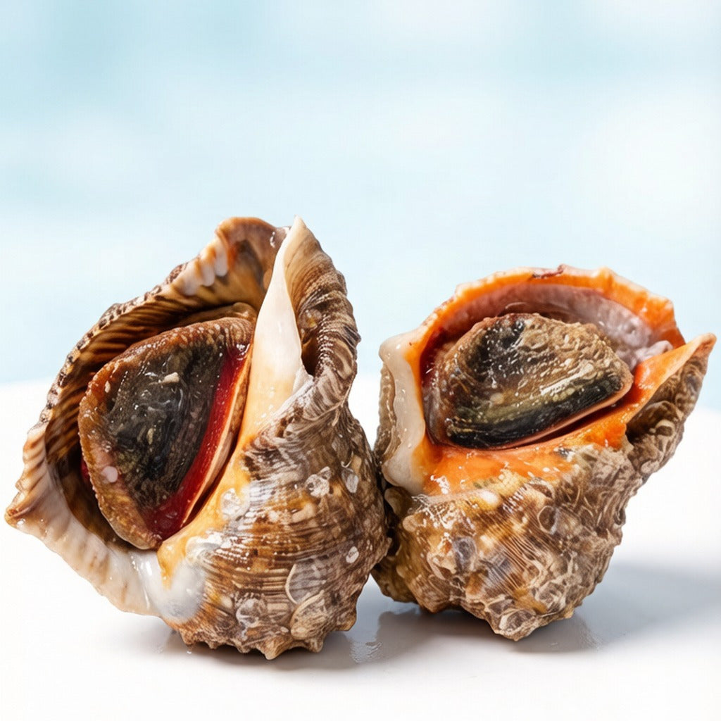 Two whole giant sea conch shells, one showing the operculum