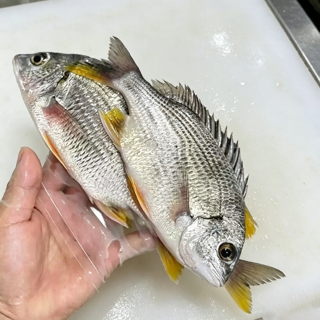 A hand holding a whole raw yellowfin sea bream with yellow fins