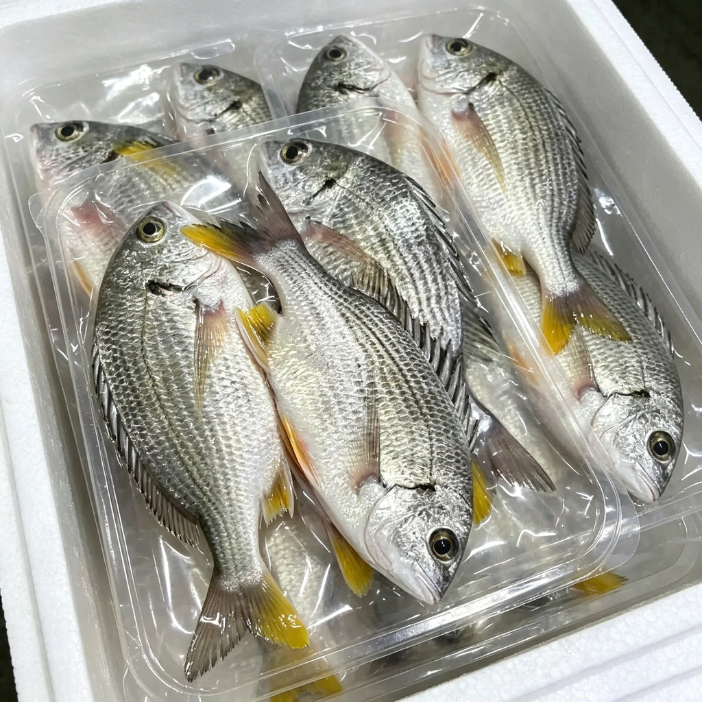 Vacuum-packed whole yellowfin sea bream with silver scales and yellow fins